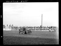 Clowns Bull fighting