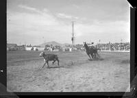 Dave Stout Calf Roping