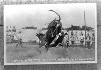 Wild Brahma Steer Riding