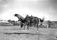 [Unidentified Cowboy leaving bronc]