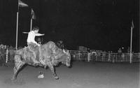 Mark Brunner on Bull #S34