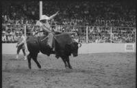 Gary Toole on Bull #A21