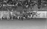 Unidentified Long Horn cattle