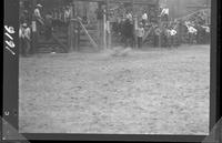 Grant Carper on Bull #5