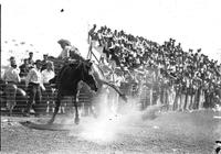 [Unidentified Cowboy staying with twisting bronc]