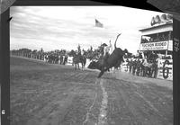 Carl Dossey on a Brahma Bull