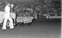 Madsen Sheep