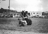 [Unidentified rodeo clown sitting on ground and against sitting mule]