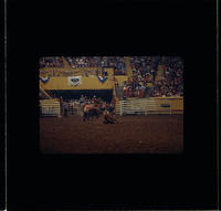 Kim Gripp Calf roping