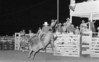 Raymond Harr on Bull #7X