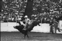 Mike Gilbreath on Bull #21