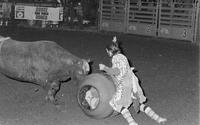 Unidentified Rodeo clowns Bull fighting