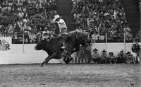 Waley Cathey on Bull #23