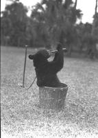 [Bear cub  in bucket drinking from a bottle]