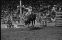 Mike Collier on Bull #136