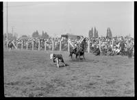 Roland Gridley Calf Roping