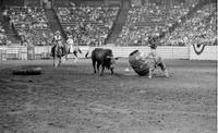 Unidentified Rodeo clown Bull fighting