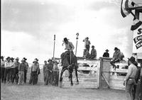 [Jonnie Hagen riding bronc just out of the chutes as other cowboys look on]