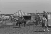 Rob McDonald on Bull #88