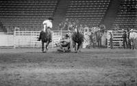 Tim Saunders Steer wrestling