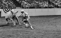 Rodeo clown Ted Dwyer fighting Thunder Lips