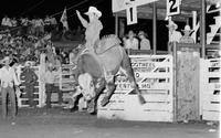 Glen Younger on Bull #31