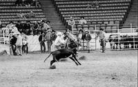 Steve Schultz Calf roping