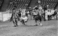 Mark Waltz Steer wrestling