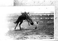 Breezy Cox Thrown from "He' el Do" from Cheyenne Frontier Days