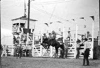 [Unidentified Cowboy riding airborne bronc in front of five-chute structure]