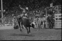 Jock McWilliams on Bull #777