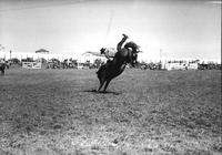 [Unidentified Cowboy wearing #58 leaving bronc]