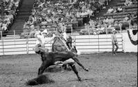 Gary Hanna Calf roping