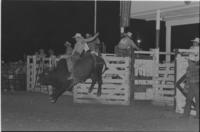 Scott Whitaker on Bull #T5