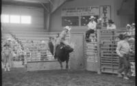 Lewis Barnes on Bull #160