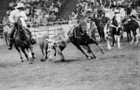 Unidentified Steer wrestler