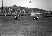 [Three teams of Wild Cow milkers with each team consisting of three members]