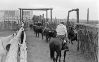 Cattle & Cowboys
