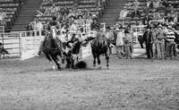 Ray Stoos Steer wrestling