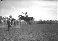 [Bud Linderman riding and staying with his bronc "Golden Rule" as others look on]