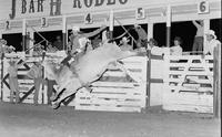 Butch Kirby on Bull #1X