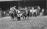 Gary Green Steer wrestling