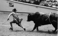 Unidentified Rodeo clowns Bull fighting