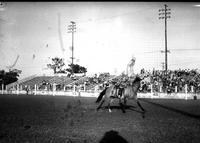 [Unidentified Cowboy doing shoulder stand on galloping horse on football field]