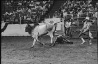 Mark Studley on Bull #4