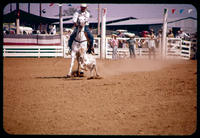 Unidentified Calf roper