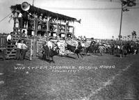 Wild Steer Scramble, Arcadia Rodeo