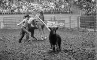 Brad Temple Calf roping