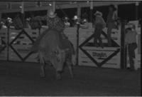 Dan Davis on Bull #2M