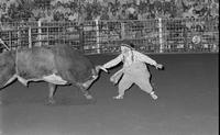 Rodeo clown Rex Dunn Bull fighting